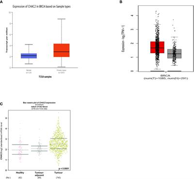 Cancer informatics analysis indicates high CHAC2 associated with unfavorable prognosis in breast cancer